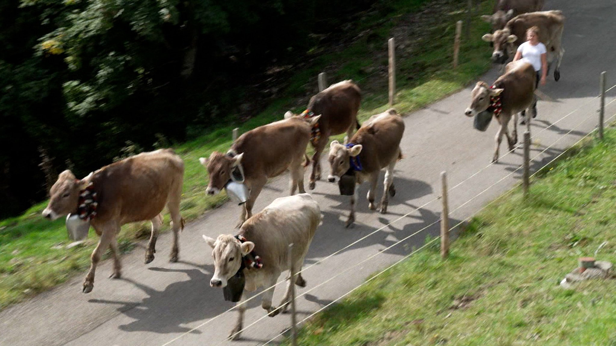 Viehscheid in Kranzegg | Bild: BR Viehscheid in Kranzegg