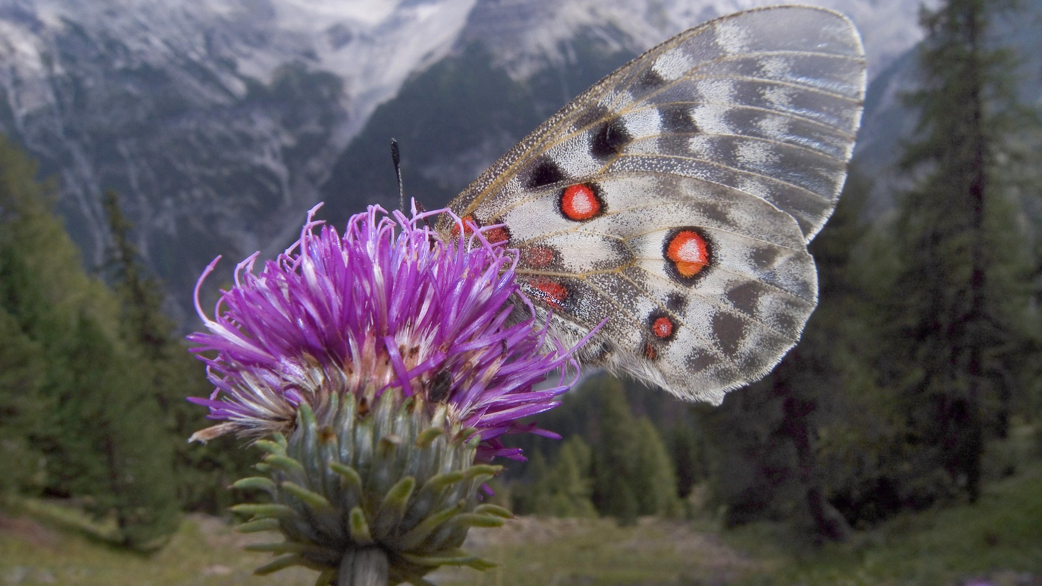 Apollofalter in den Alpen: Der Klimawandel führt dazu, dass er in höhere Gebiete "umzieht".