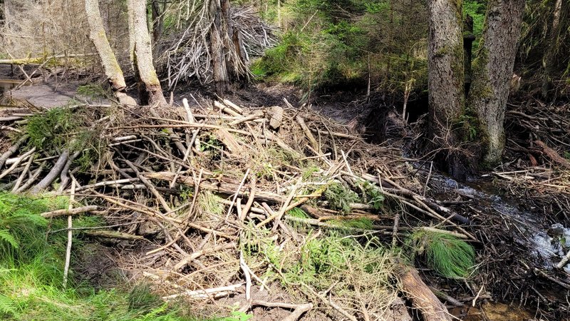 Der zerstörte Biberdamm im Bayerischen Wald