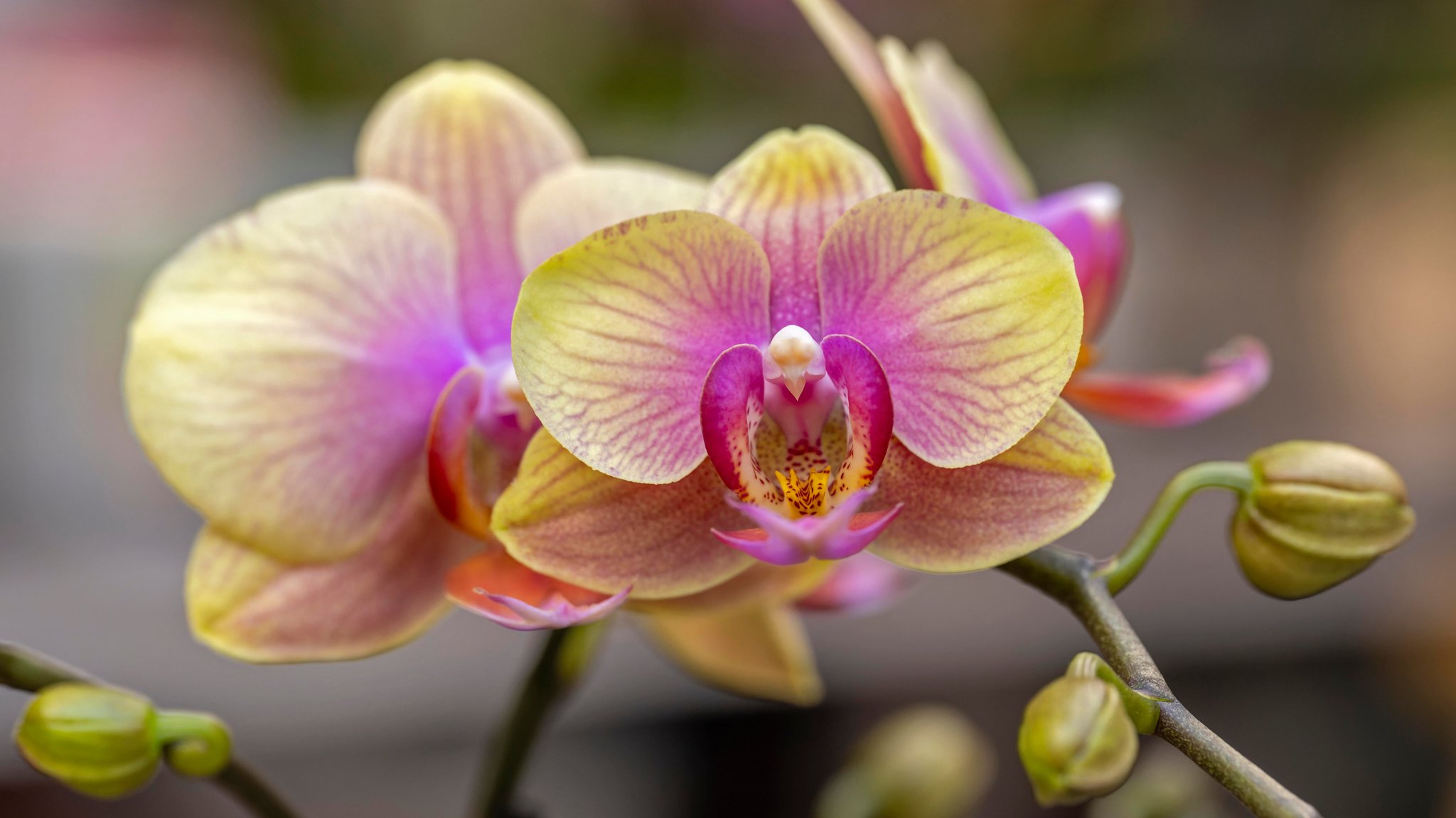 eine gelb-pinke Phalaenopsis 