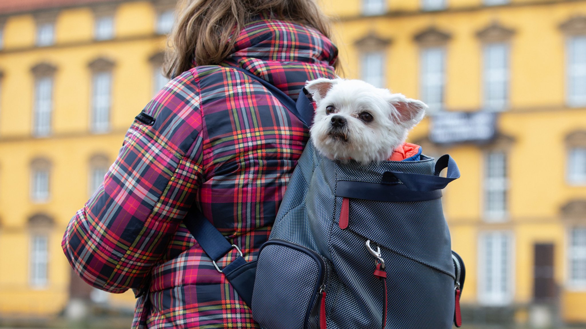 Kleiner Hund sitzt im Rucksack