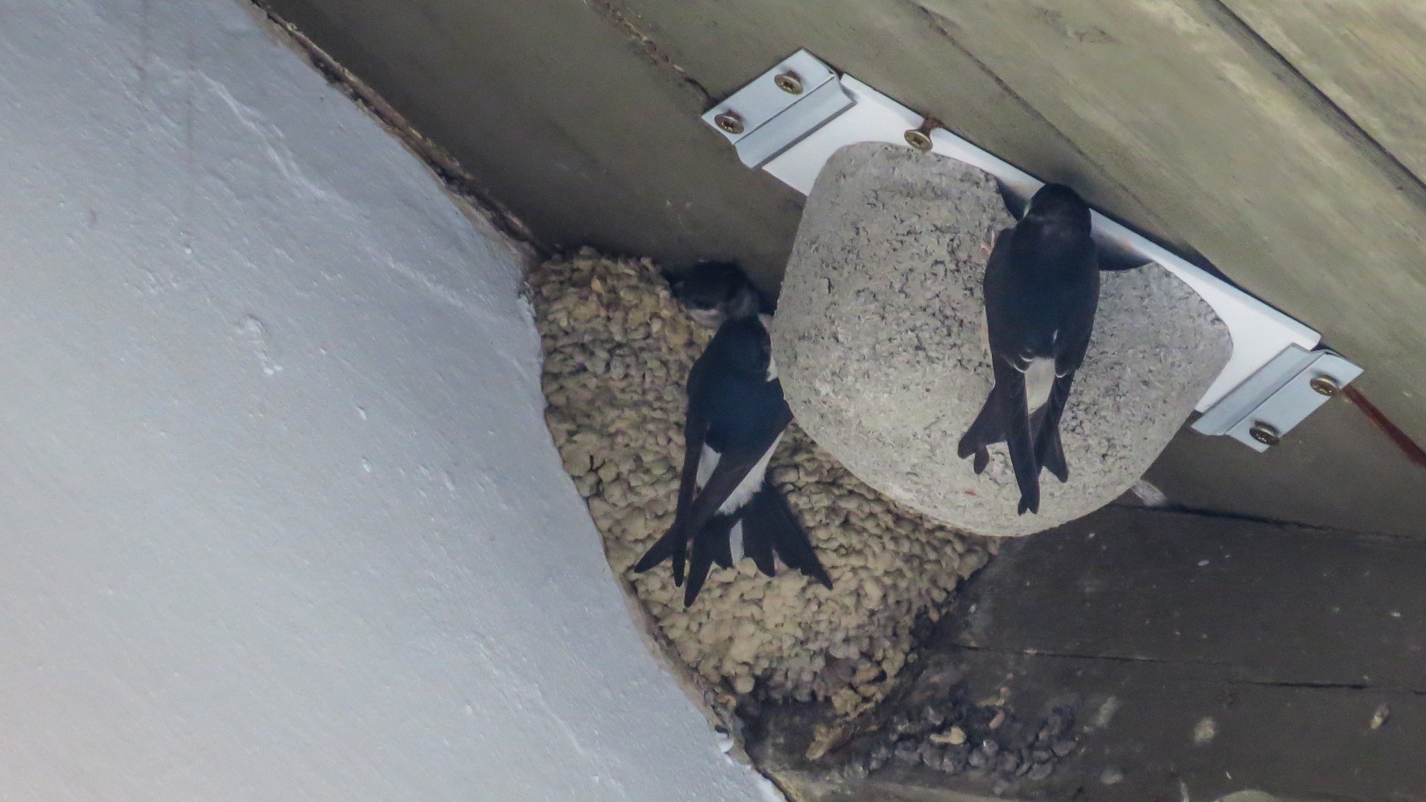 Zwei Mehlschwalben sitzen an ihren Nestern und füttern Jungvögel.