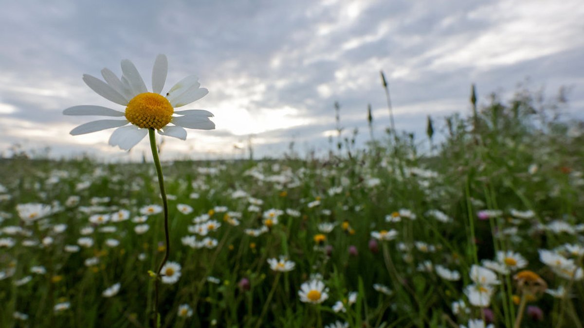 Ab Pfingstmontag gibt es wieder mehr Sonne