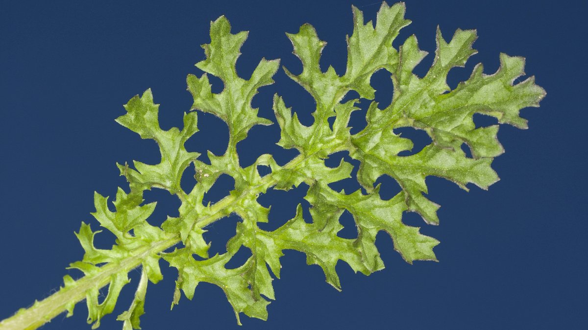 Die Blätter des Jakobskreuzkrautes weisen Ähnlichkeit mit Rucola auf.