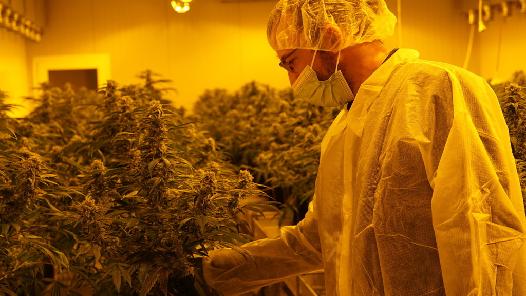 In einem Schweizer Cannabis-Unternehmen überprüft eine Mann die legalen Marihuana-Pflanzen.