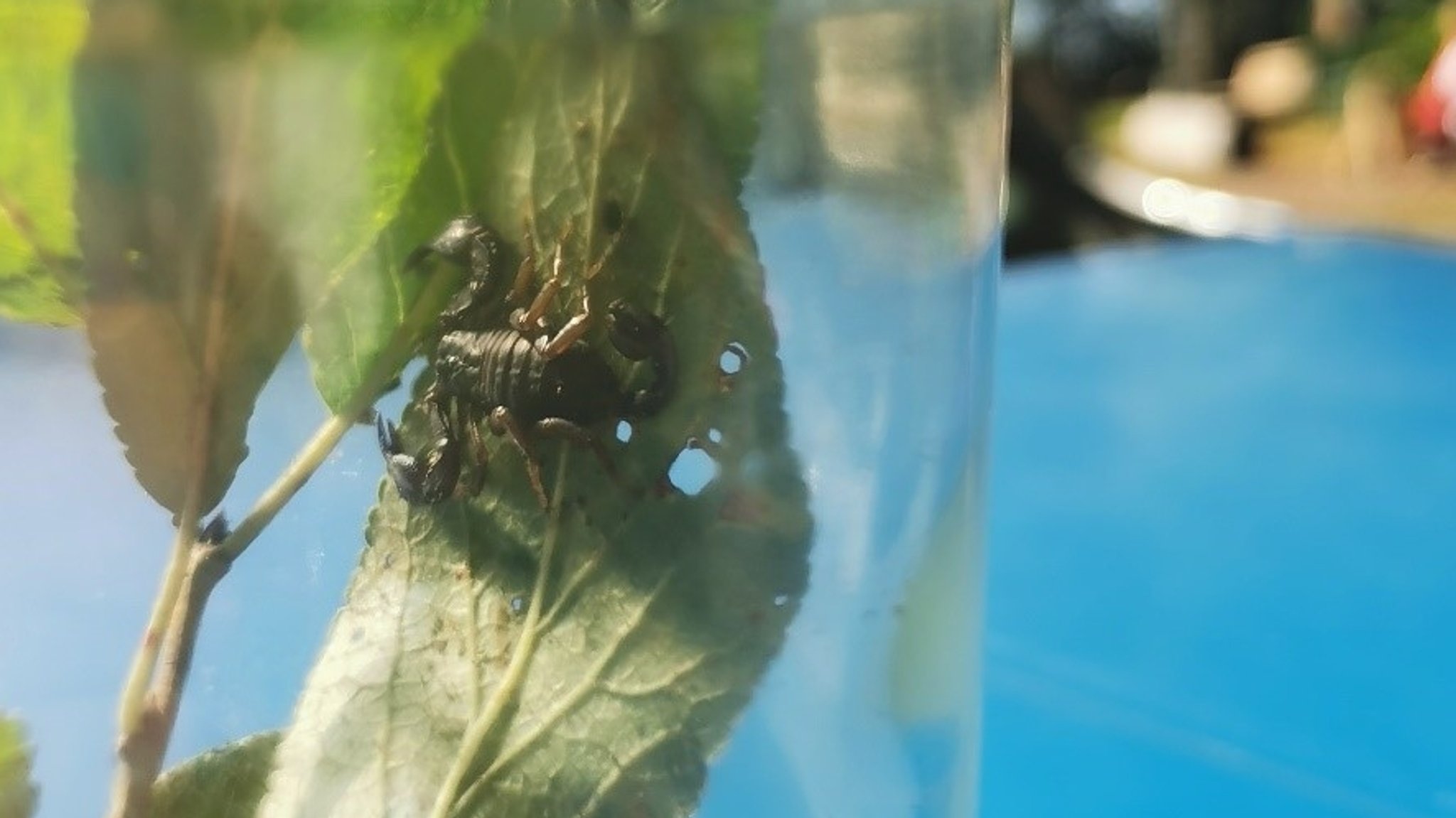 Der Skorpion im Glas