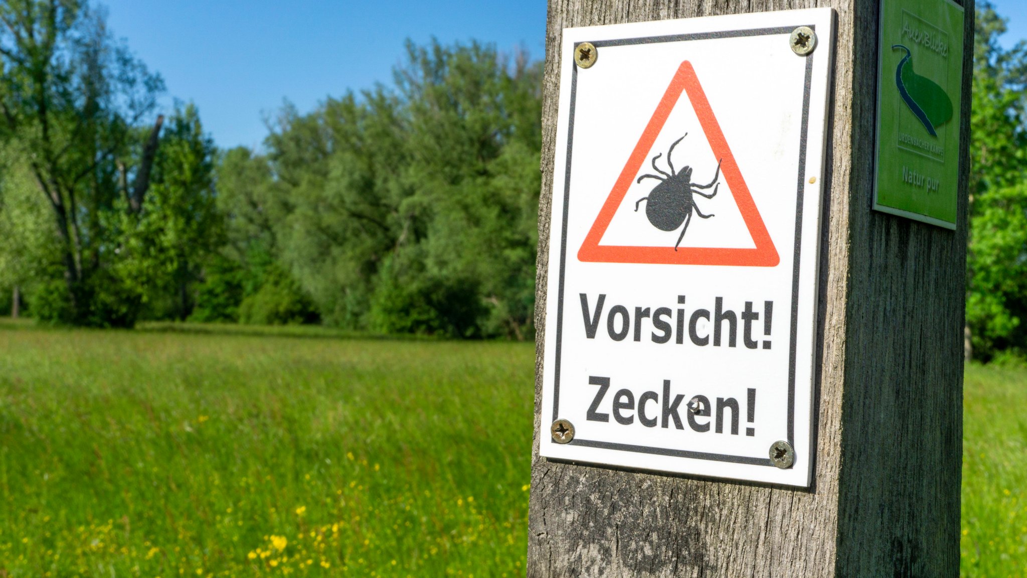 Schild mit der Aufschrift "Vorsicht! Zecken!" auf einer grünen Wiese (Symbol- und Archivbild)