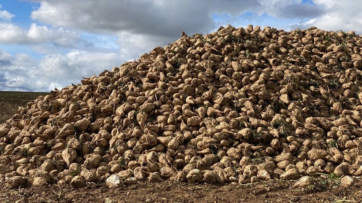 Ein Haufen Zuckerrüben auf dem Feld bereit zum Abtransport