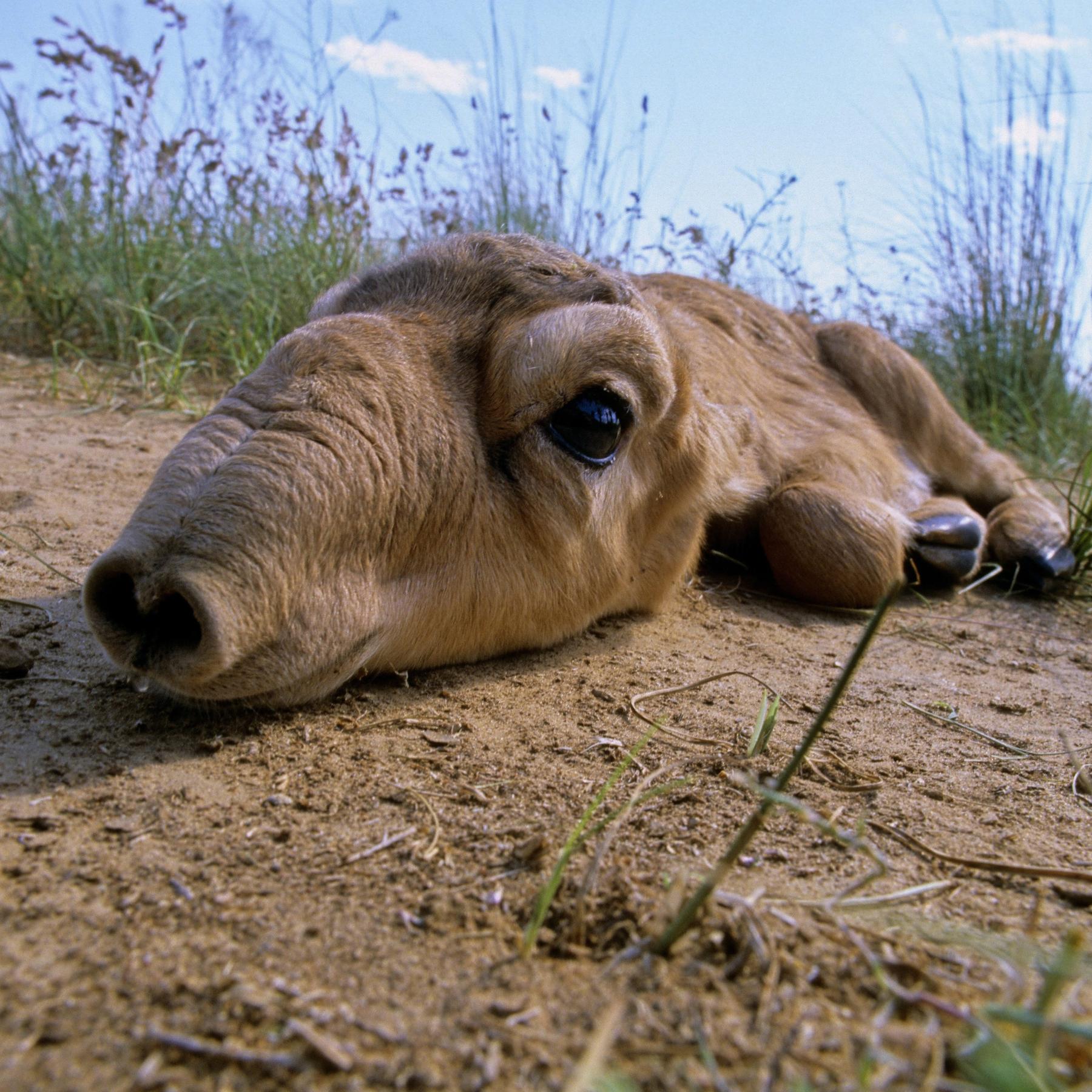 Highlights Wissenschaft 2024 (3/4) | Artensterben, Saiga Antilope, Plastikmüll - podcast episode cover