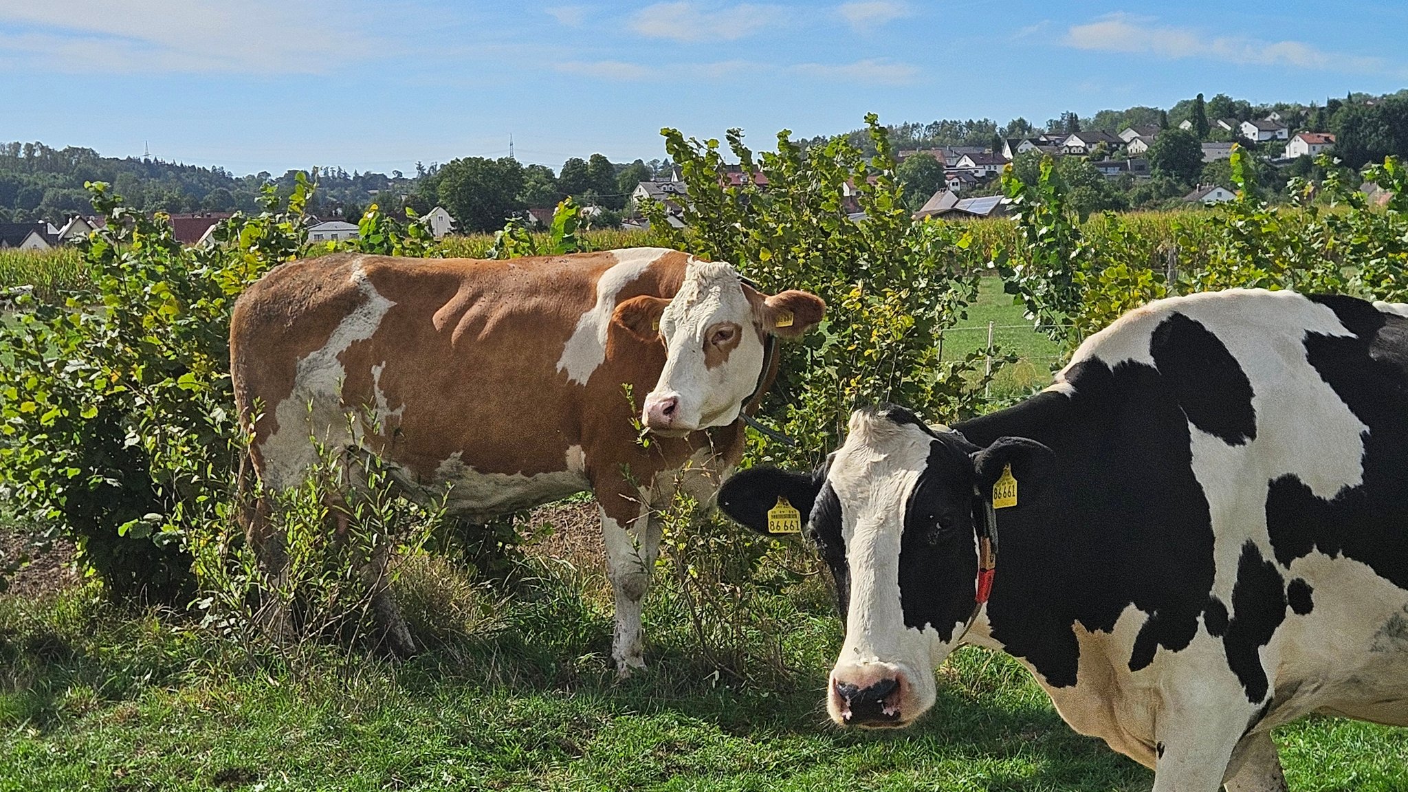 Laub und Hecken als Superfood für Kühe