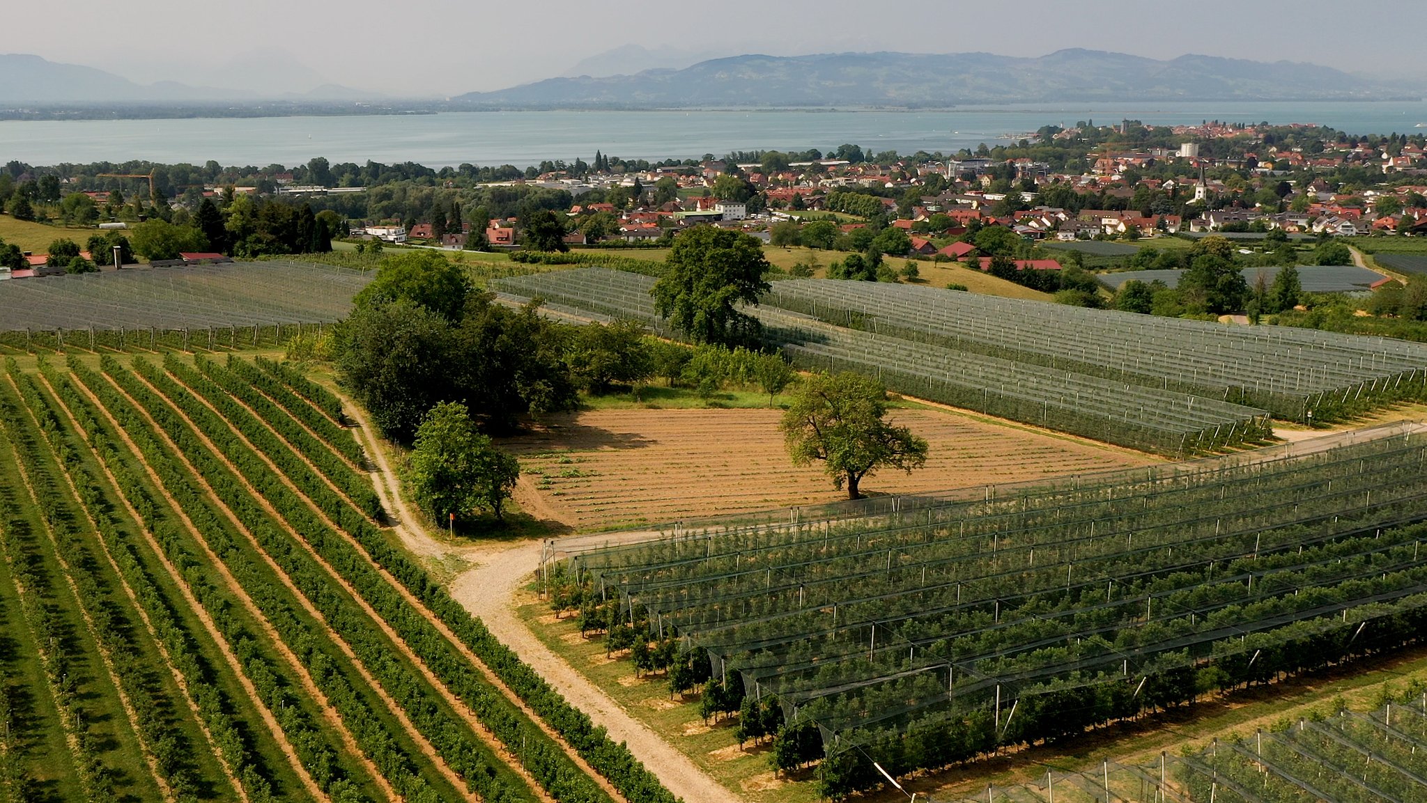 Obstanbau am Bodensee