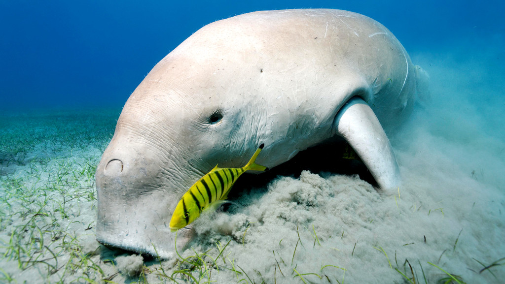 Dugong, Gabelschwanz-Seekuh oder Seeschwein weidet auf Seegraswiese. Dugongs ernähren sich von Seegras. Sie sind hermlose Riesen, aber vom Aussterben bedroht. | Bild: picture alliance / imageBROKER | Norbert Probst Dugong, Gabelschwanz-Seekuh oder Seeschwein weidet auf Seegraswiese. Dugongs ernähren sich von Seegras. Sie sind hermlose Riesen, aber vom Aussterben bedroht.