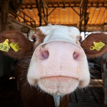 Wie Nutztiere leben - Renate, Beatrix und Sau 6614 | Bild: picture alliance / SZ Photo | Christian Endt