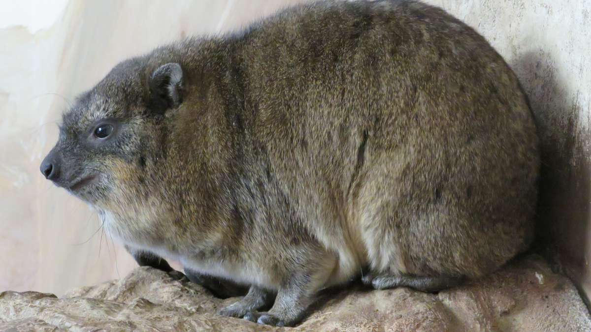 Auch Bei Tieren Gibt Es Bauch Und Seitenschlafer Br24