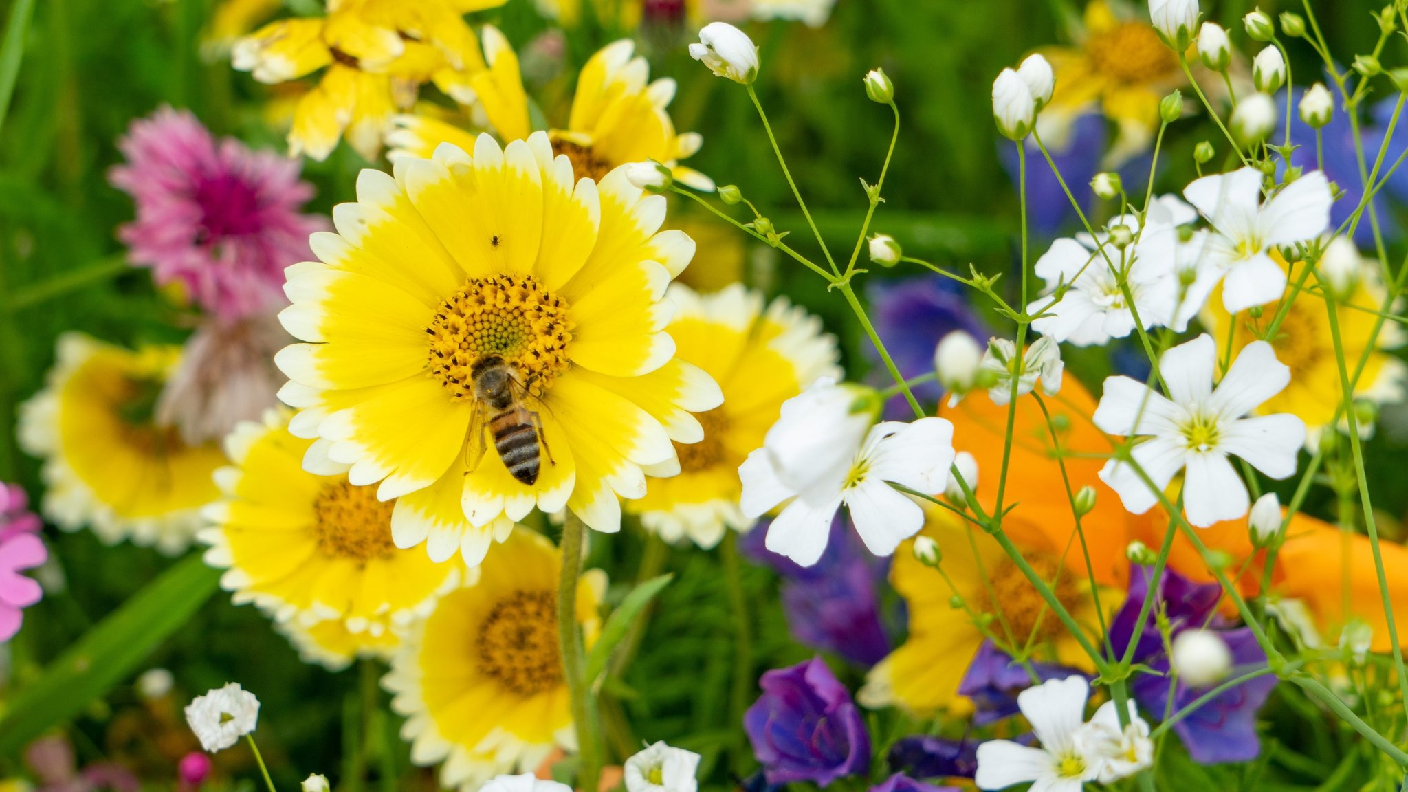 Eine Biene sitzt auf einer Blume.