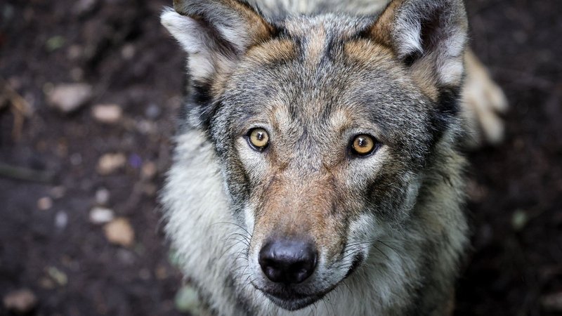 Im Hamburger Stadtteil Altona hat ein Wolf eine Frau gebissen (Symbolbild) | Bild: dpa-Bildfunk/Christian Charisius Im Hamburger Stadtteil Altona hat ein Wolf eine Frau gebissen (Symbolbild)