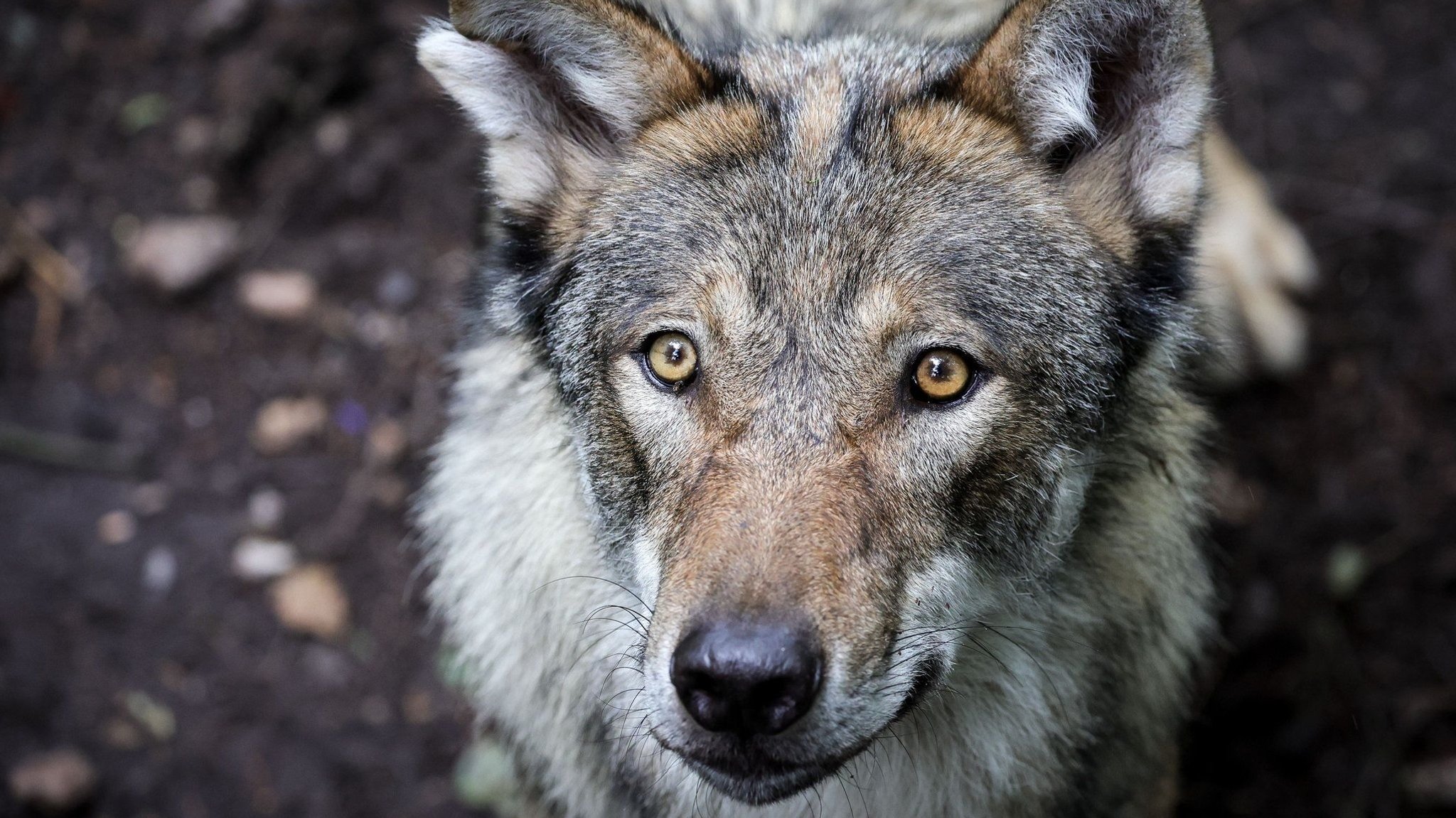 Wolf beißt Frau in Hamburg – und wird aus Alster gezogen
