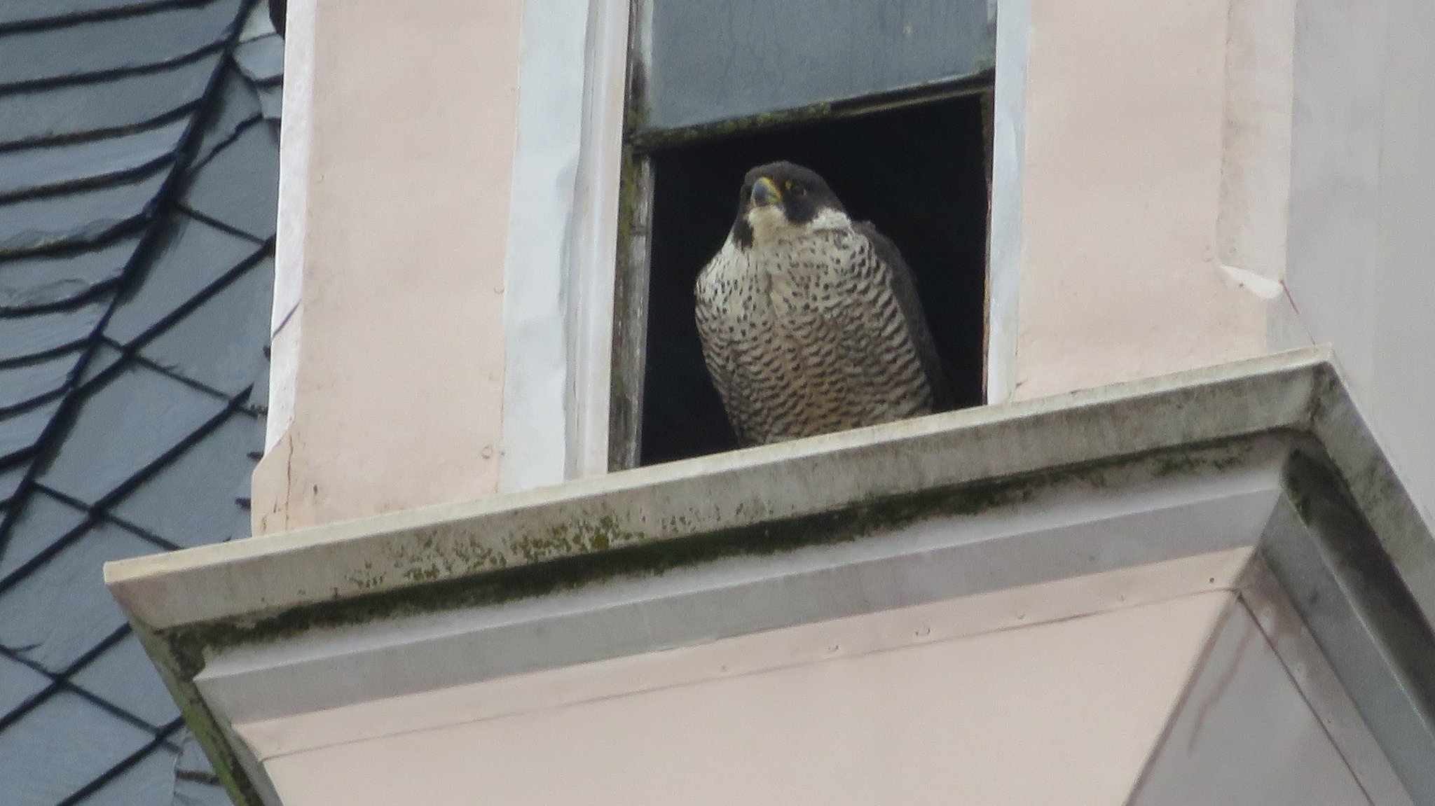 Wanderfalke sitzt auf dem Sims in geöffneter Fensterluke