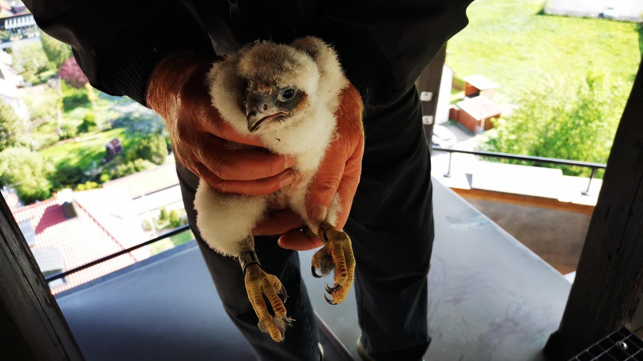 Mitarbeiter der Vogelwarte Radolfzell mit beringtem Wanderfalken