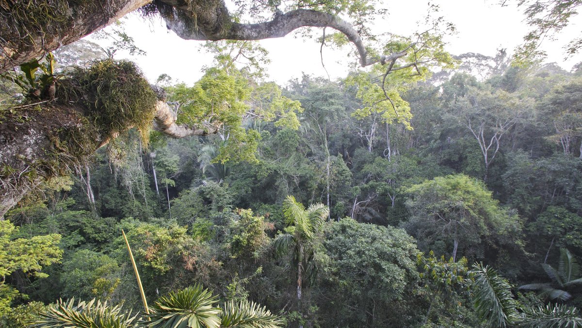Der tropischer Regenwald im Manu Nationalpark ist Teil des peruanischen Amazonas-Gebiets.  