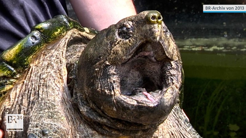 Schnappschildkröte Lotti wurde nie gefunden