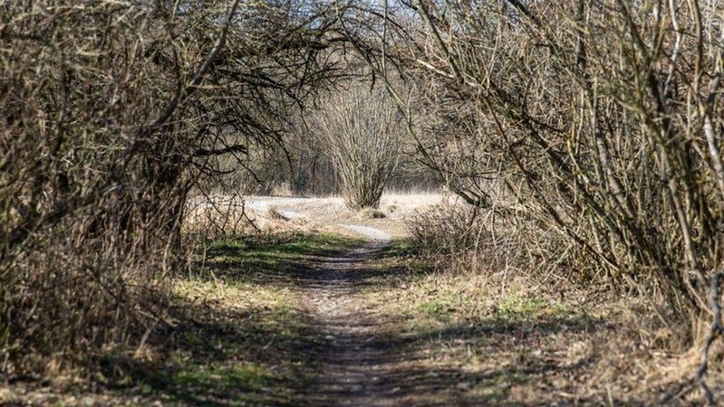 Blick auf einen Spazierweg: Extreme Trockenheit am Boden und bei Pflanzen und Büschen. | Bild: BR/Leon Baatz Blick auf einen Spazierweg: Extreme Trockenheit am Boden und bei Pflanzen und Büschen.