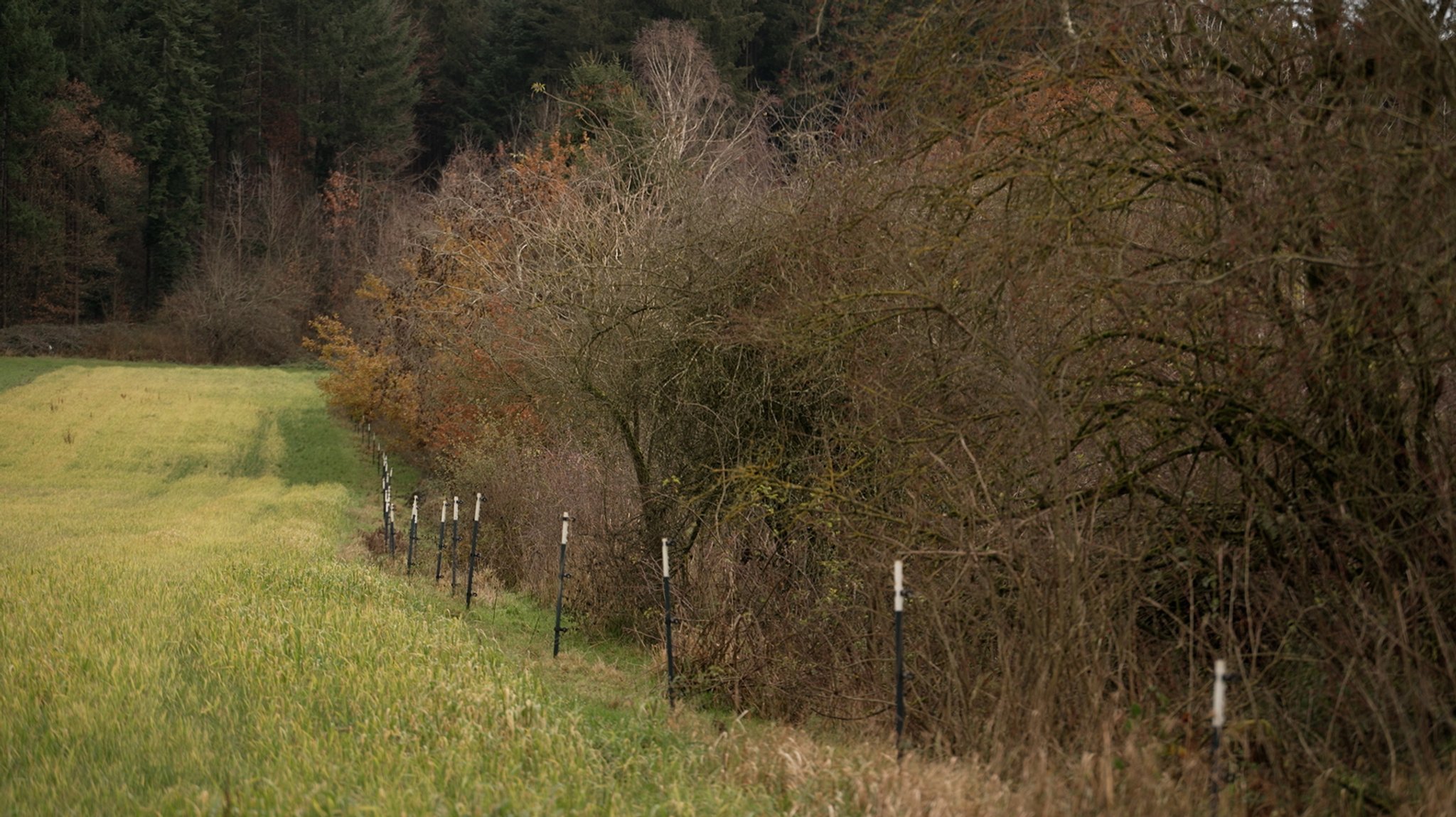 Warum Hecken echte Klimaschützer sind