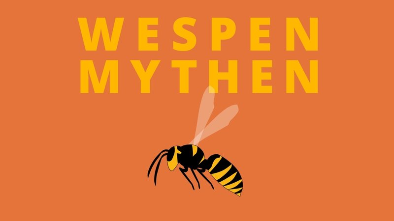 Wespen-Mythen