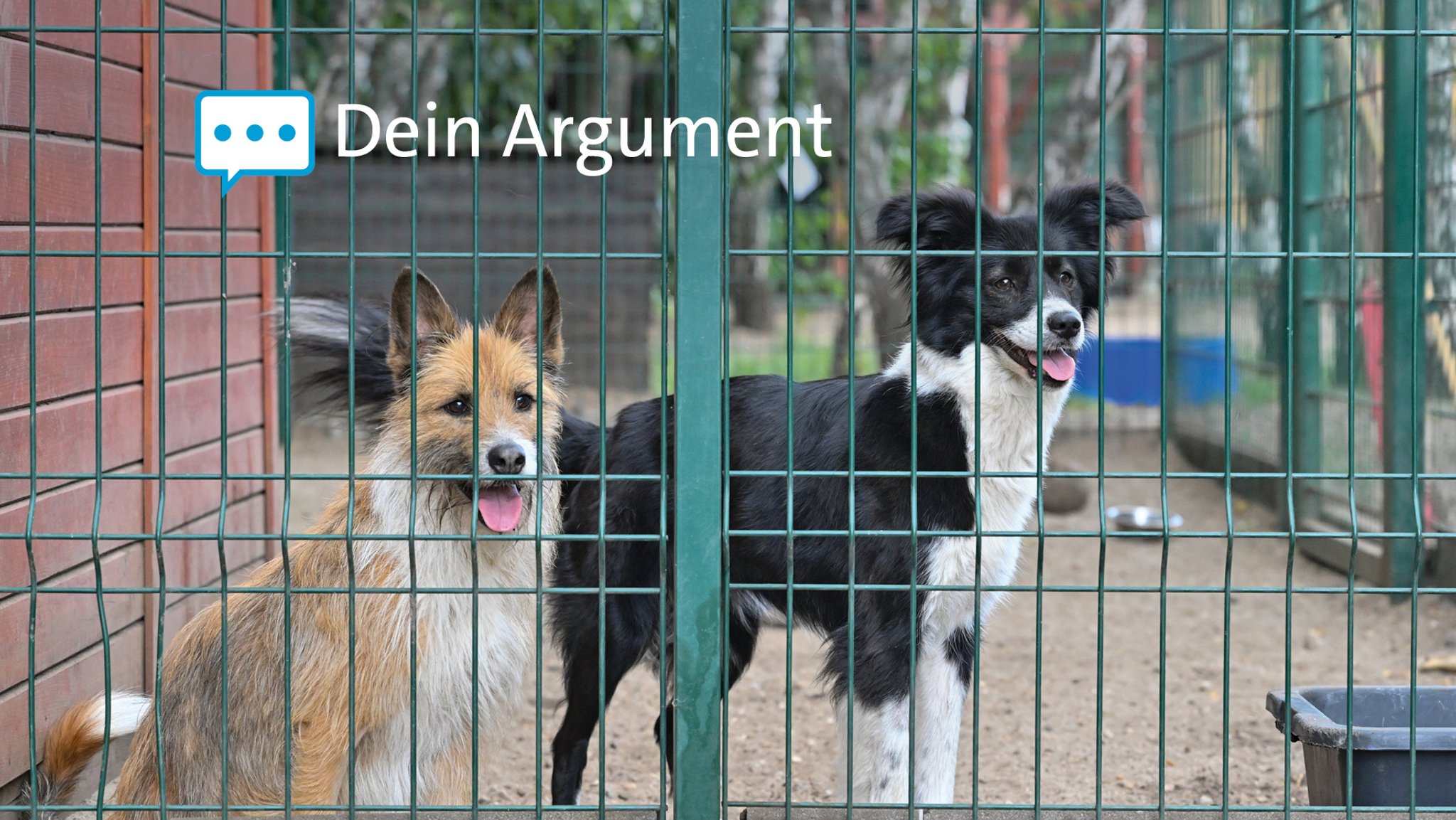 Zwei Hunde sind in einem Zwinger.