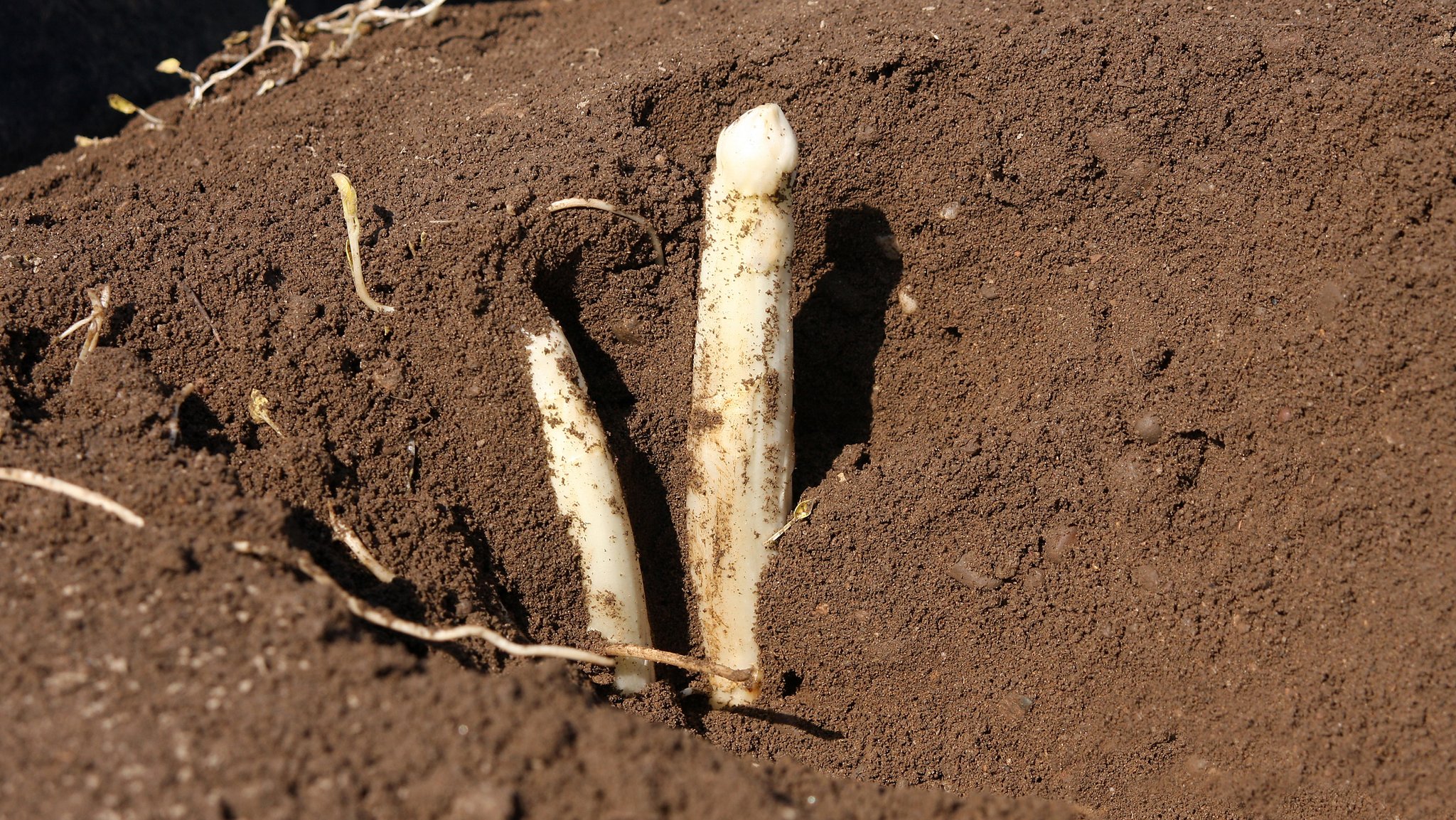 14.02.2023: Spargel im Boden 