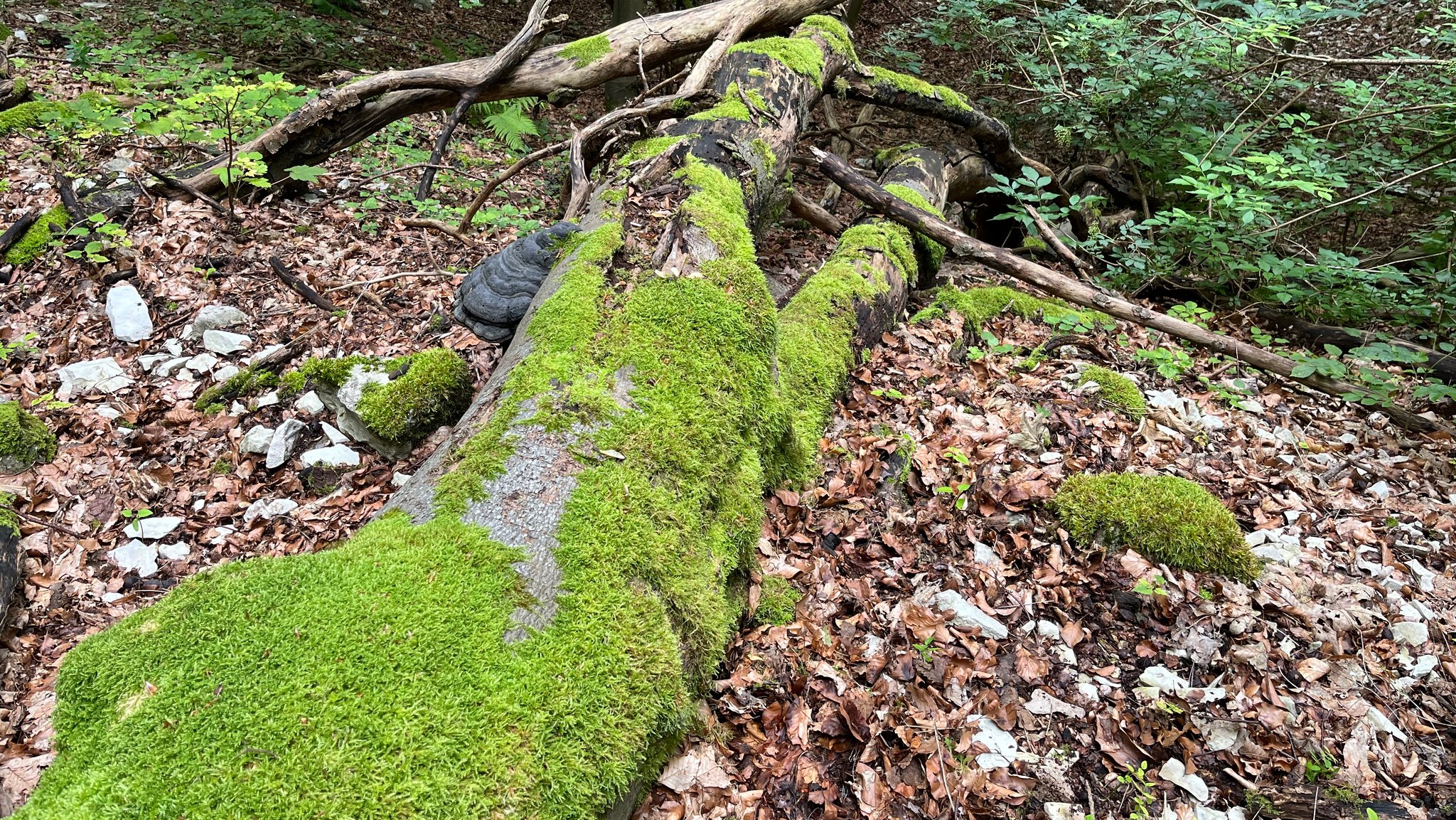 Ein moosbewachsenes Stück Totholz liegt auf einem Blätterbett im Wald. 