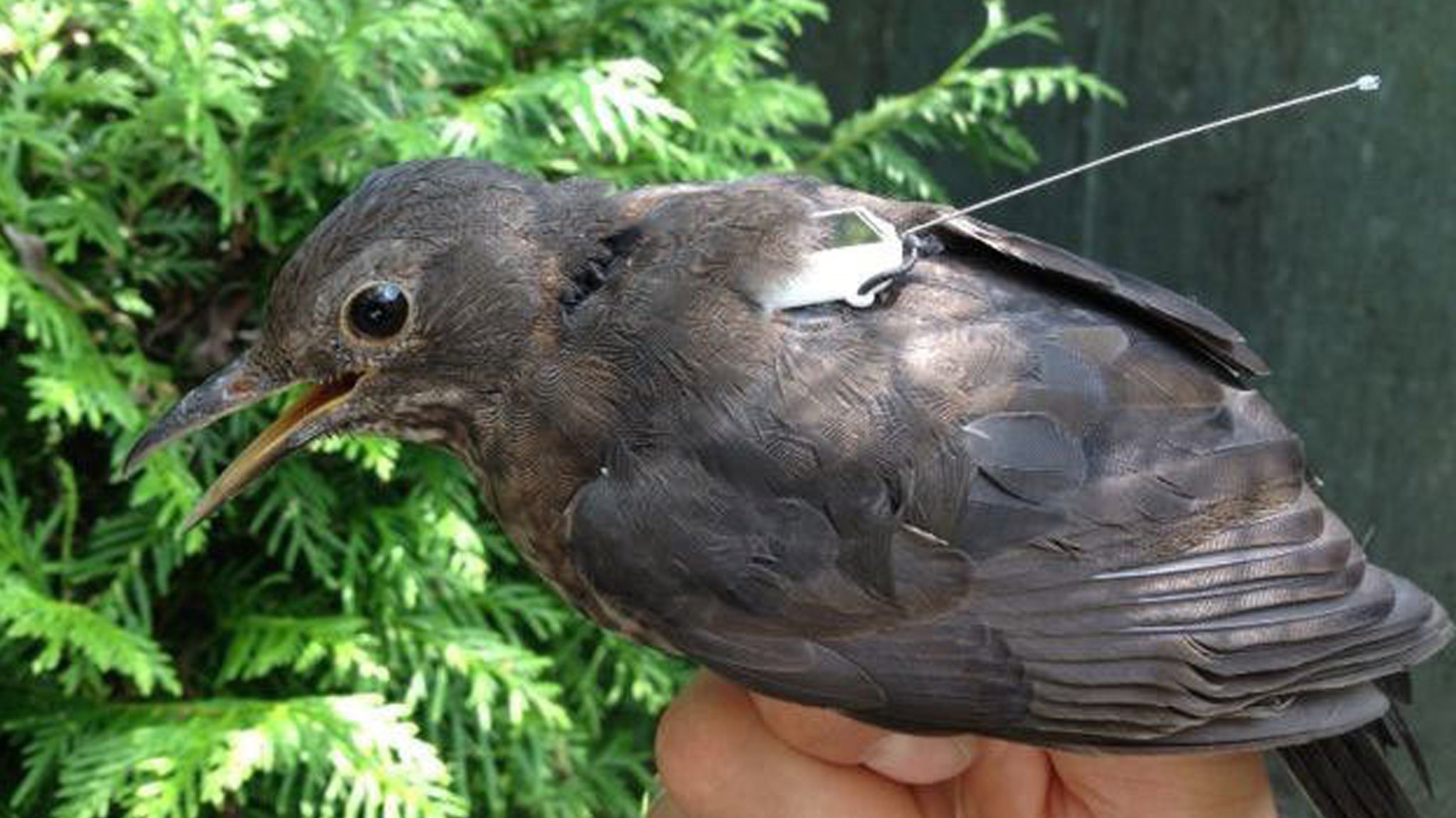 Amsel mit Sender