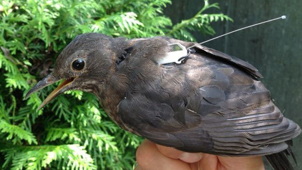 Amsel mit Sender