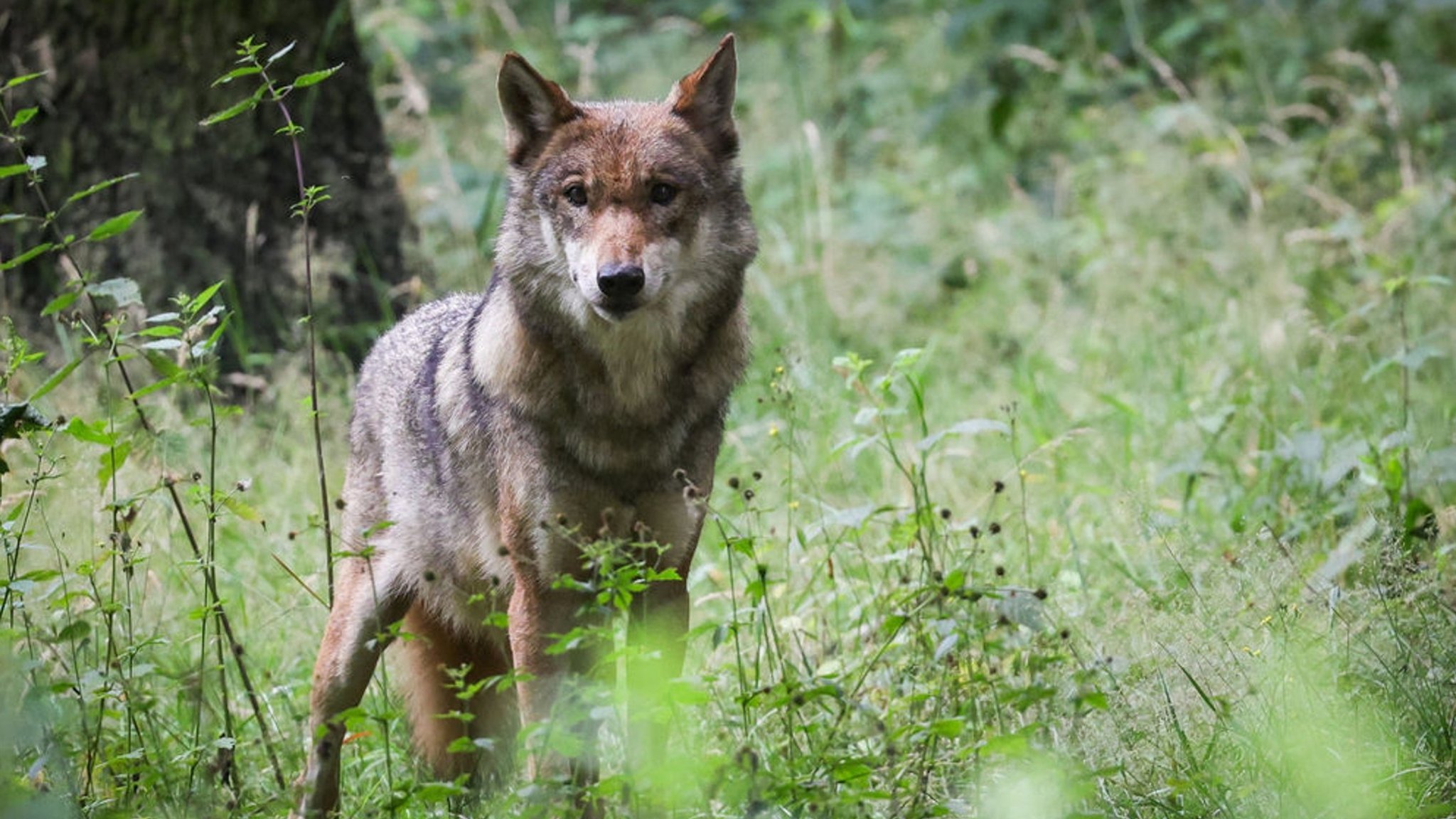 Ein Wolf im hohen Gras