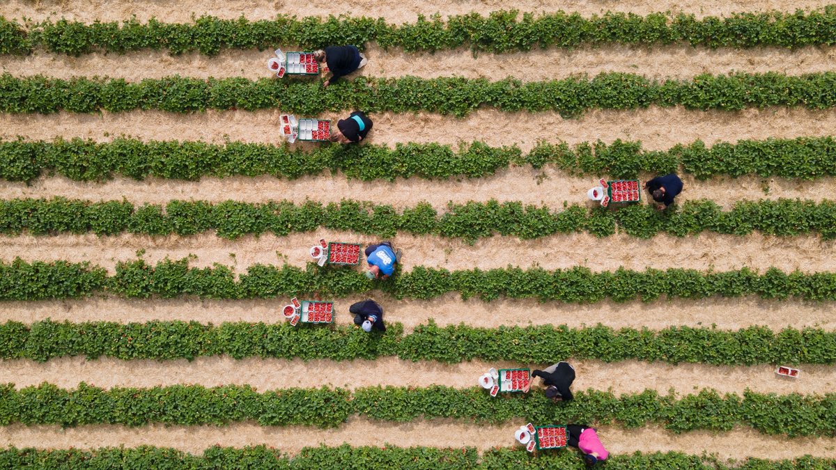 Ausnahmen beim Mindestlohn: Forderung der Bauern realistisch?