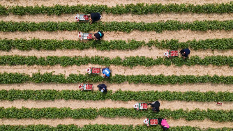 Saisonarbeiter helfen bei der Erdbeer-Ernte | Bild: picture alliance/dpa | Sebastian Kahnert Saisonarbeiter helfen bei der Erdbeer-Ernte