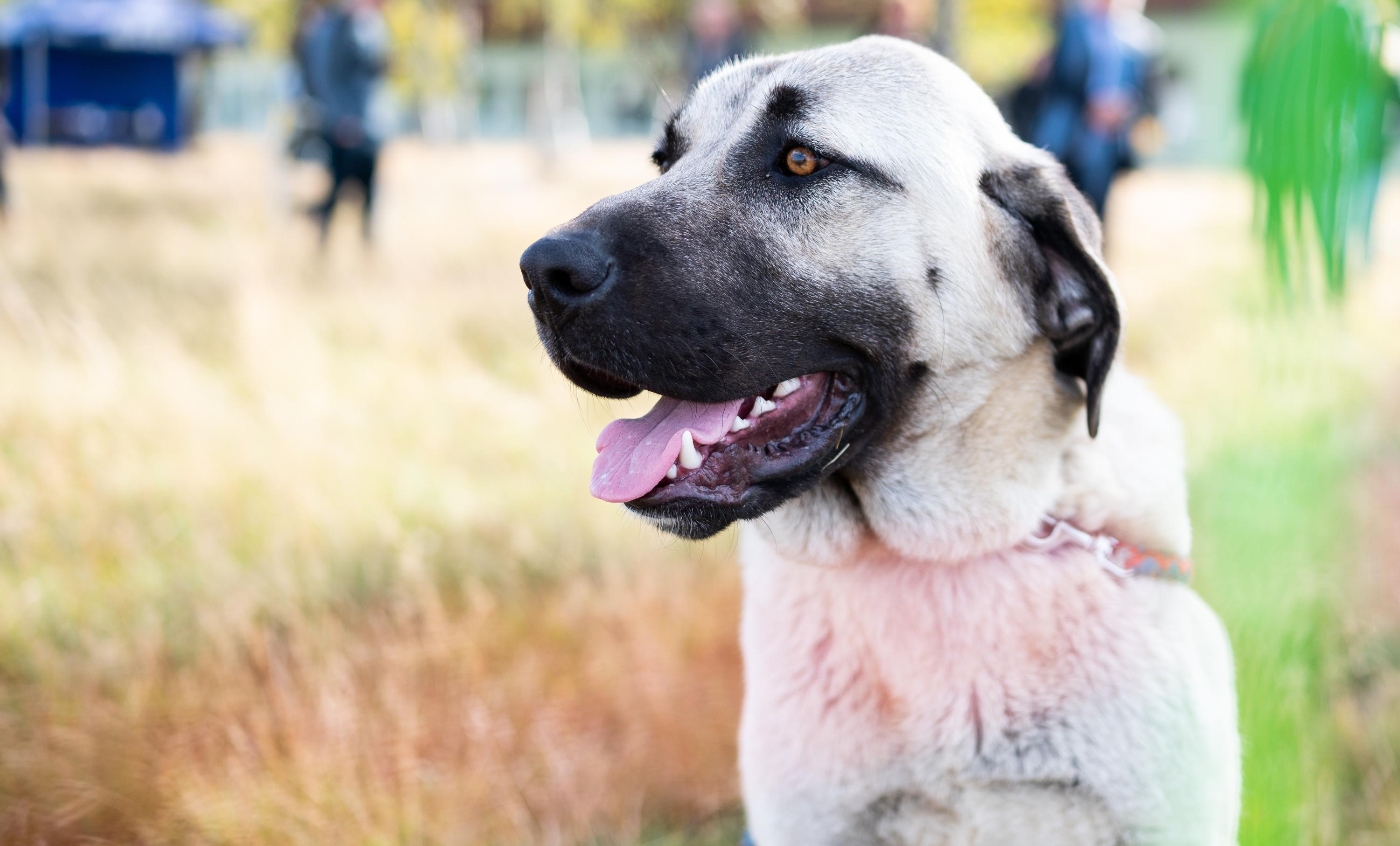 Ein Herdenschutzhund der Rasse Kangal. (Symbolbild)