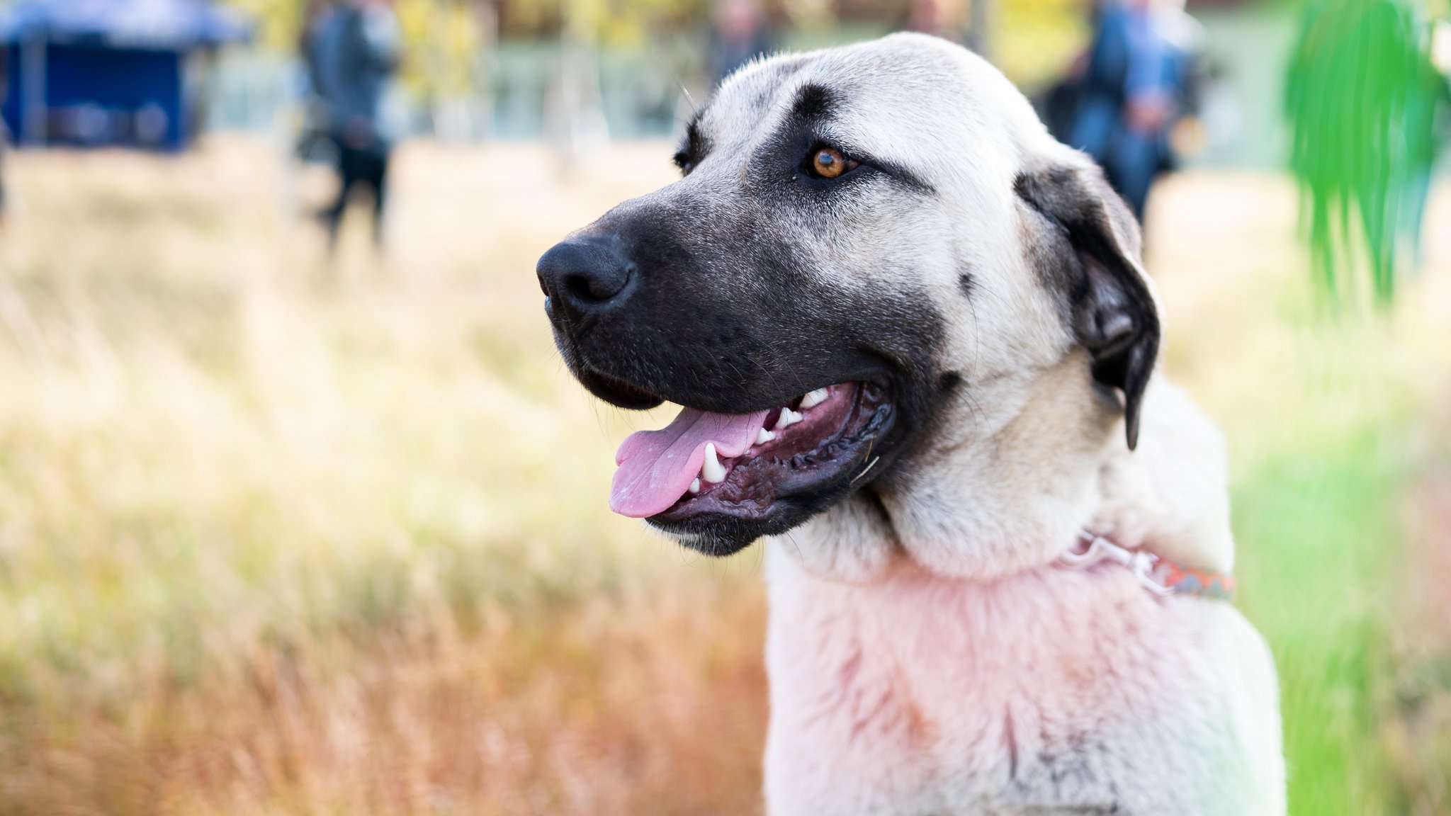 Ein Herdenschutzhund der Rasse Kangal. (Symbolbild)