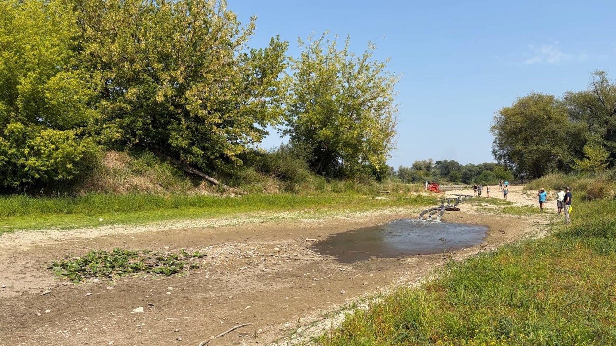 Niedrigwasser: Tausende Fische müssen aus Donau gerettet werden