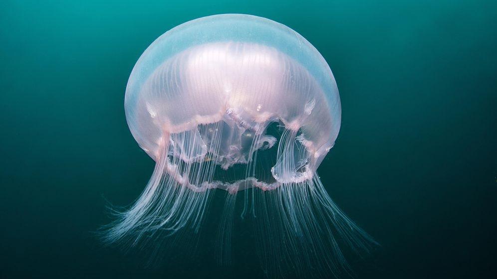 Quallen In Der Ostsee Dieses Jahr Größer Und Zahlreicher | BR24