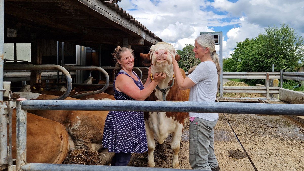 Besucherin Daniela Michaelis und Bäuerin Barbara Gropper kraulen ein Kuh im Laufstall