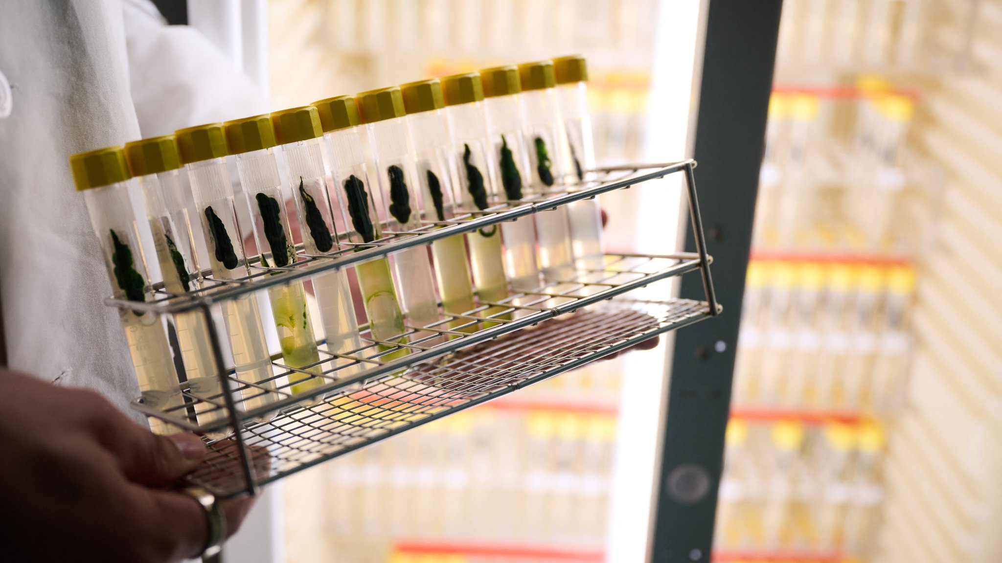 Ein Doktorand der Humboldt-Universität zu Berlin hält Röhrchen mit der Grünalge Chlamydomonas reinhardtii. Ihre lichtempfindlichen Proteine bildeten die Grundlage der Optogenetik, für die Hegemann, Georg Nagel und Deisseroth den Medizin-Nobelpreis 2026 erhalten.