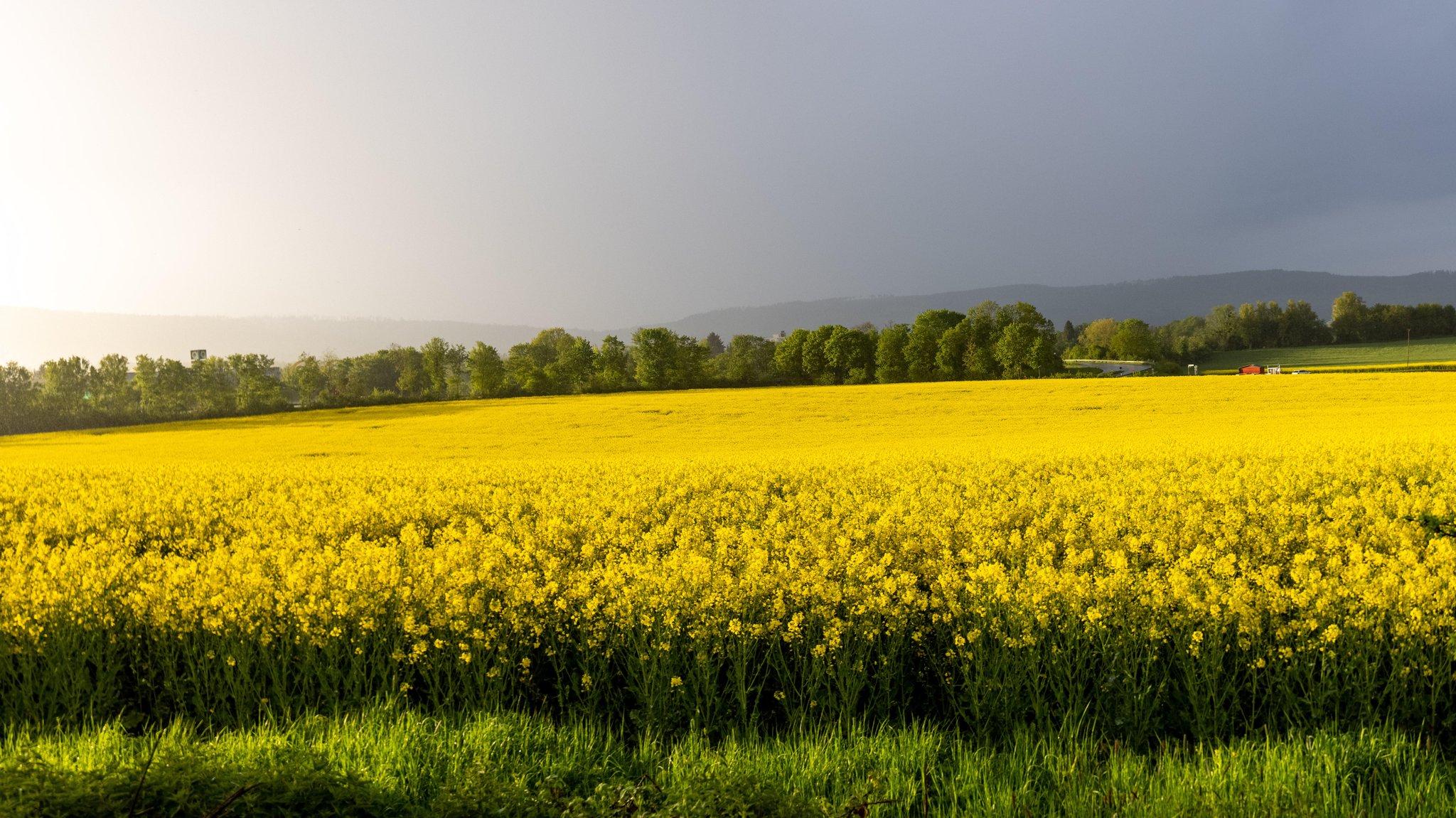 Regenwolken über einem Rapsfeld (Symbolbild). 