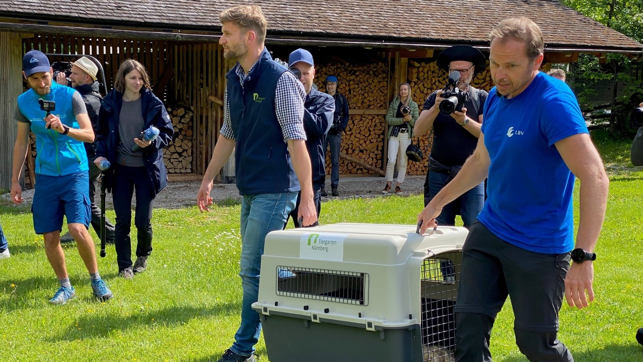 Ankunft der beiden Bartgeier-Weibchen.