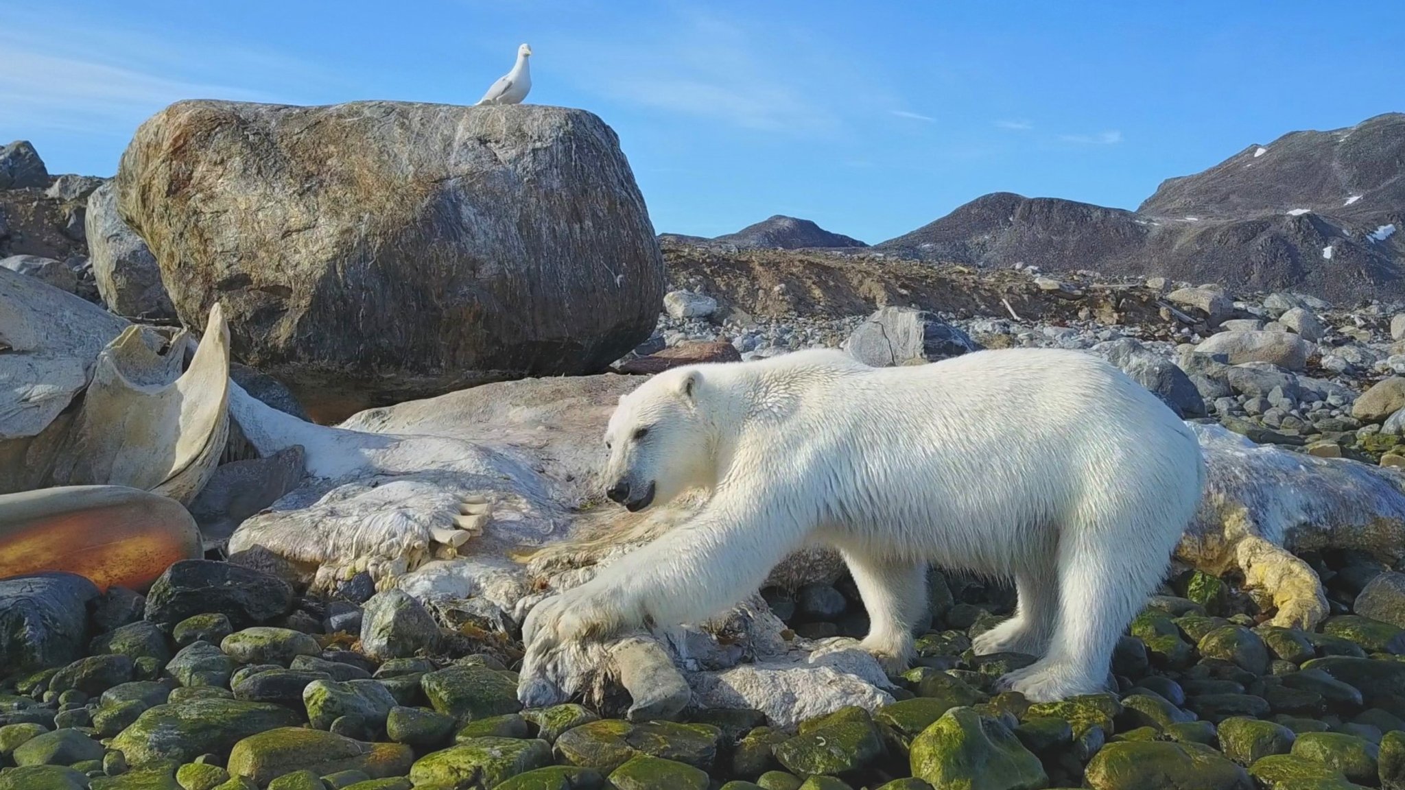 Spitzbergen - Auf Expedition in der Arktis