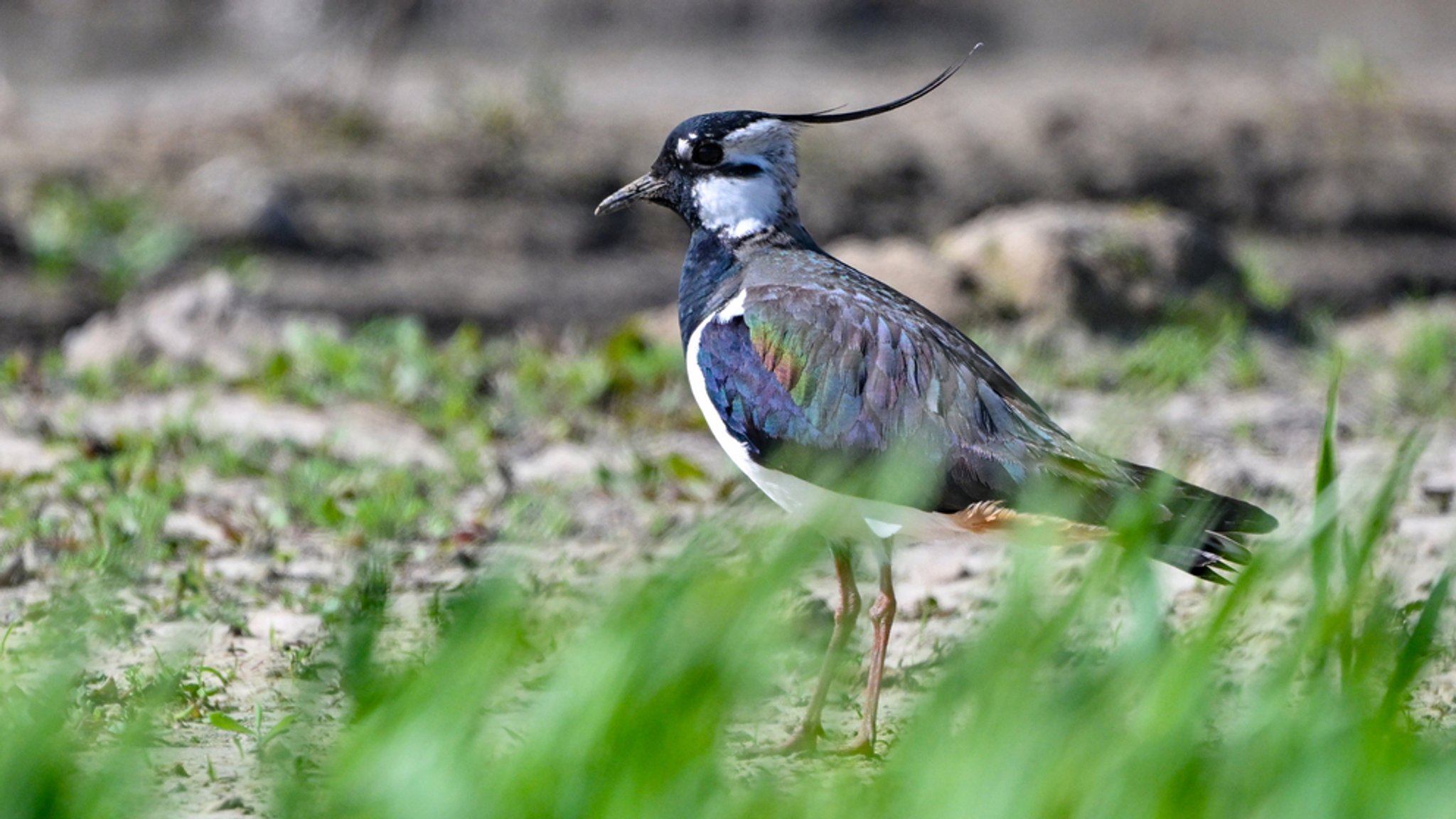 Wildvogelsterben bei Pocking geht weiter