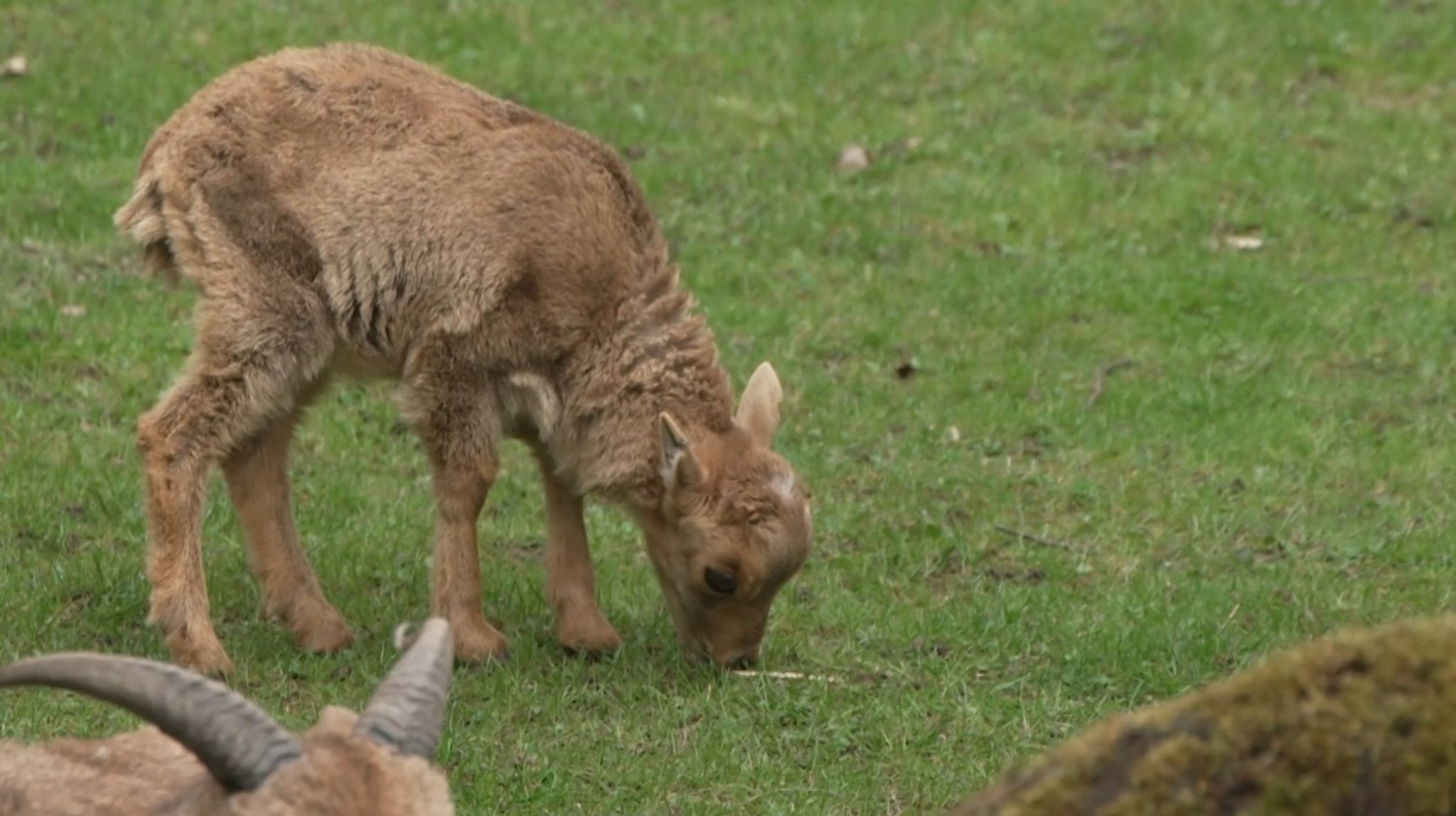 Freude im Tiergarten Nürnberg. Dort gibt es viel Nachwuchs.