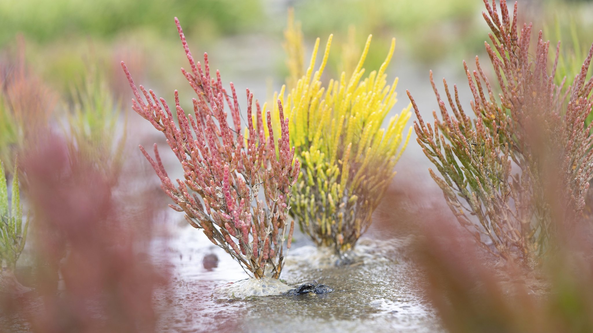 Europäischer Queller (Salicornia europaea), rot und gelb gefärbt nebeneinander.
