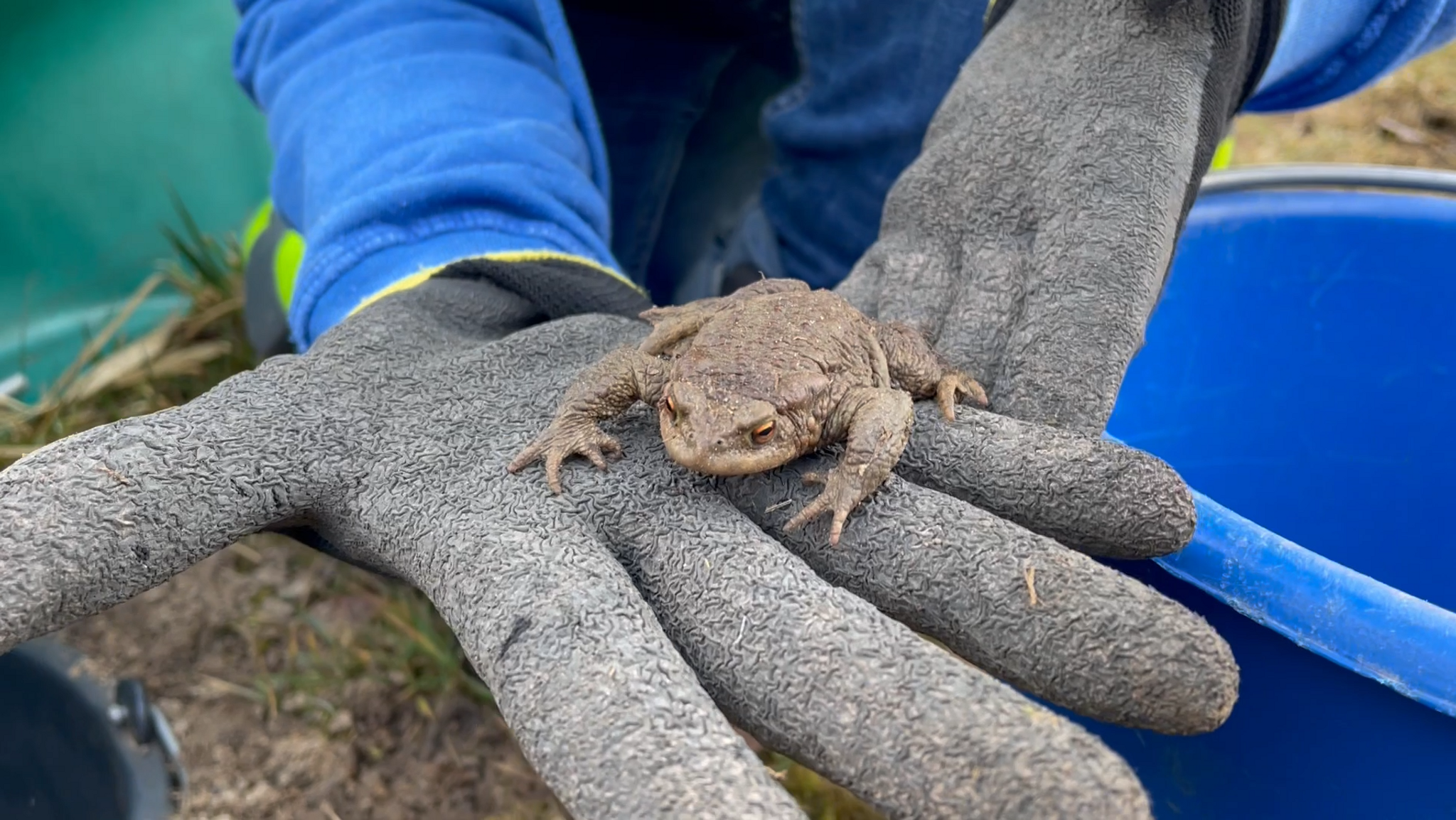 Eine gerettete Erdkröte auf der Hand eines Retters