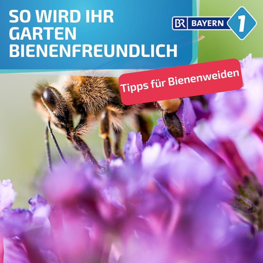 Startbild Video: So wird Ihr Garten bienenfreundlich